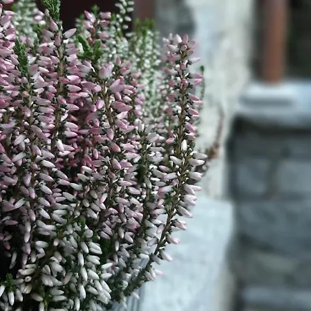 Del Sasso Pensjonat 3*